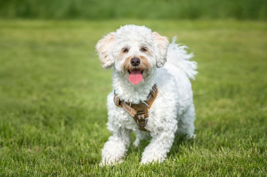 Cream white Bichonpoo dog - Bichon Frise Poodle cross - standing in a field looking to the camera very happy.