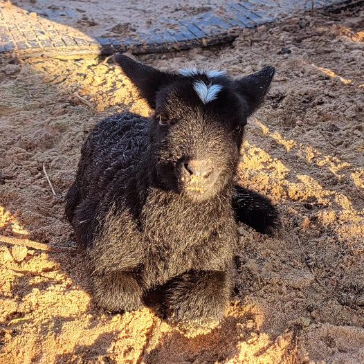 Baby sheep born with heart on his head (Courtesy: Jeremy Clark)