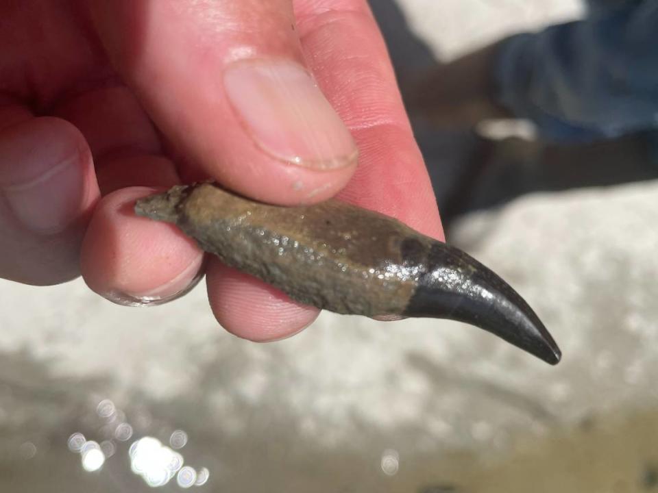 This tooth was found near the skull. Mosasaurs had up to 60 dagger-like teeth that were curved inward, experts say.