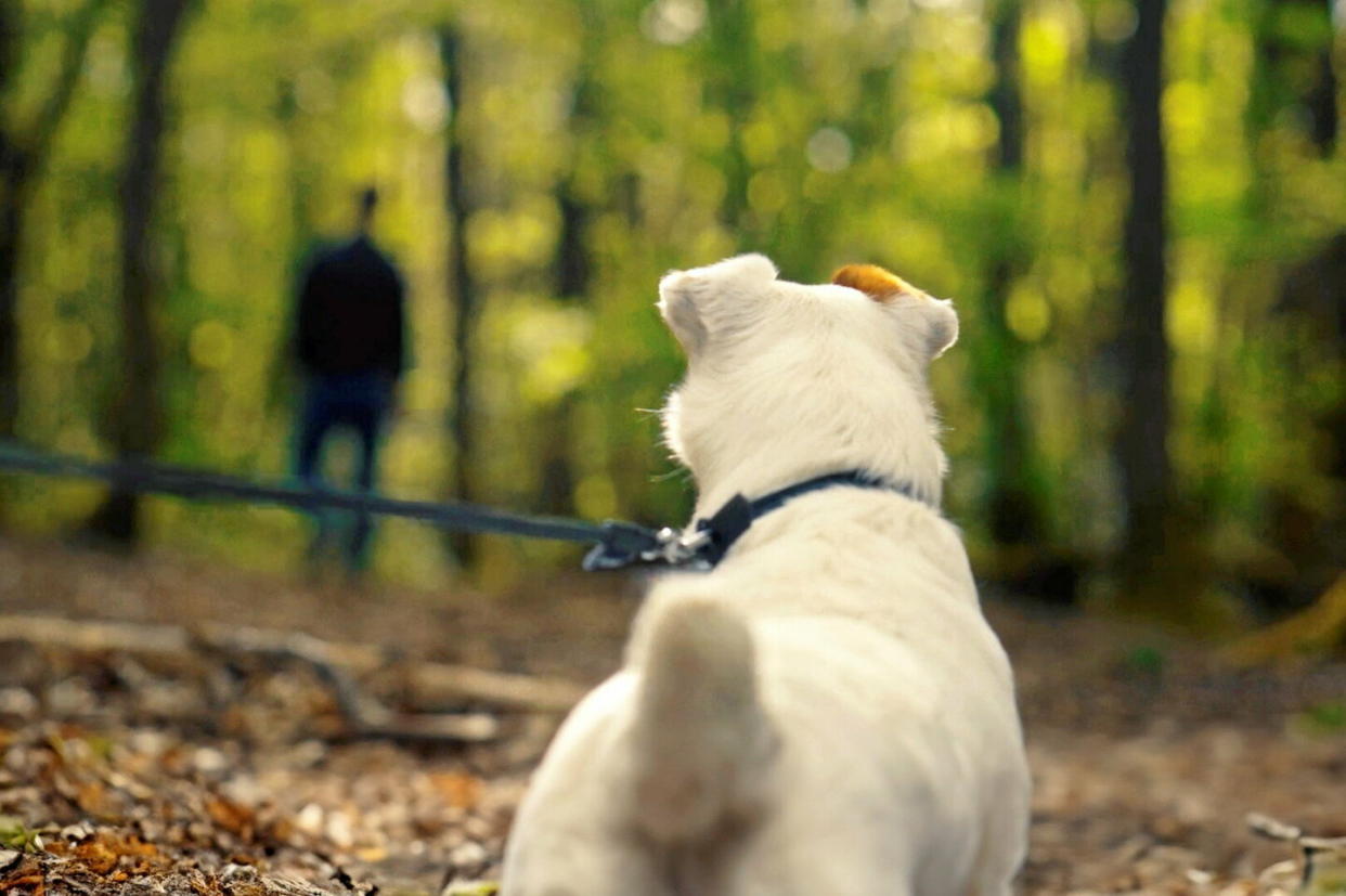 Campagne anti-abandon. Photo d'un maître qui abandonne son chien dans la forêt.  - Credit:Fondation 30 millions d'Amis.