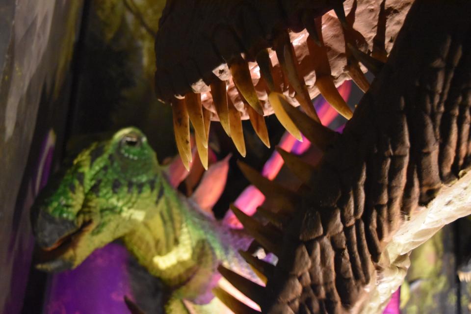 A close-up of dinosaur teeth from the touring show Jurassic Quest