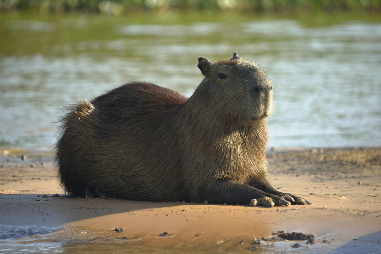 Binomial name: Hydrochoerus hydrochaeris. Rodent native to South America. Found in Pantanal Wetlands.