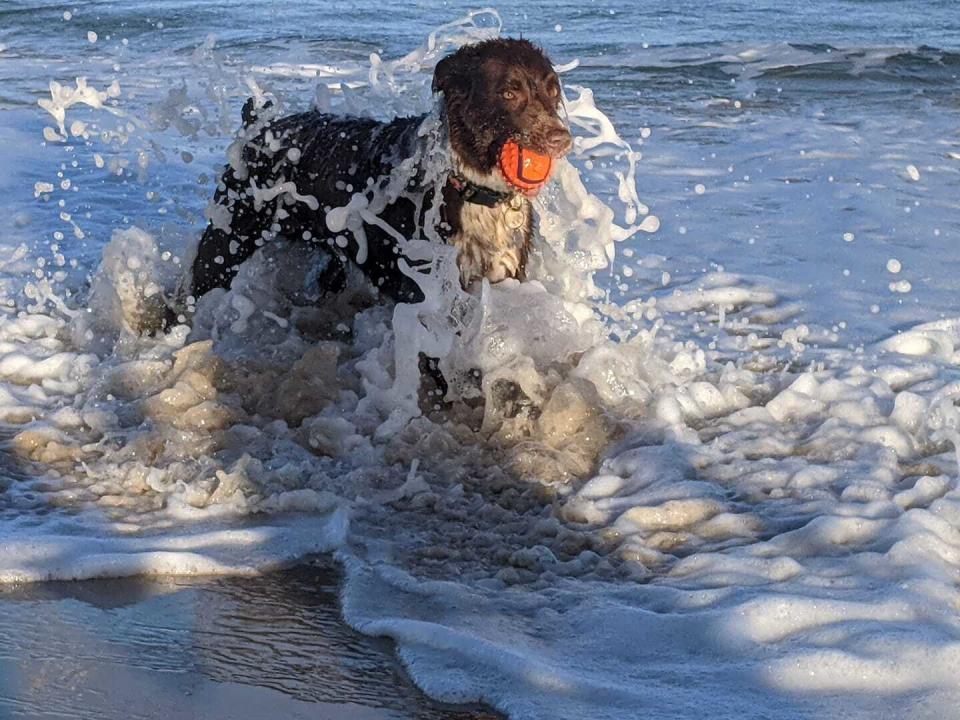 Brown dog standing in the ocean with a red ball in mouth.