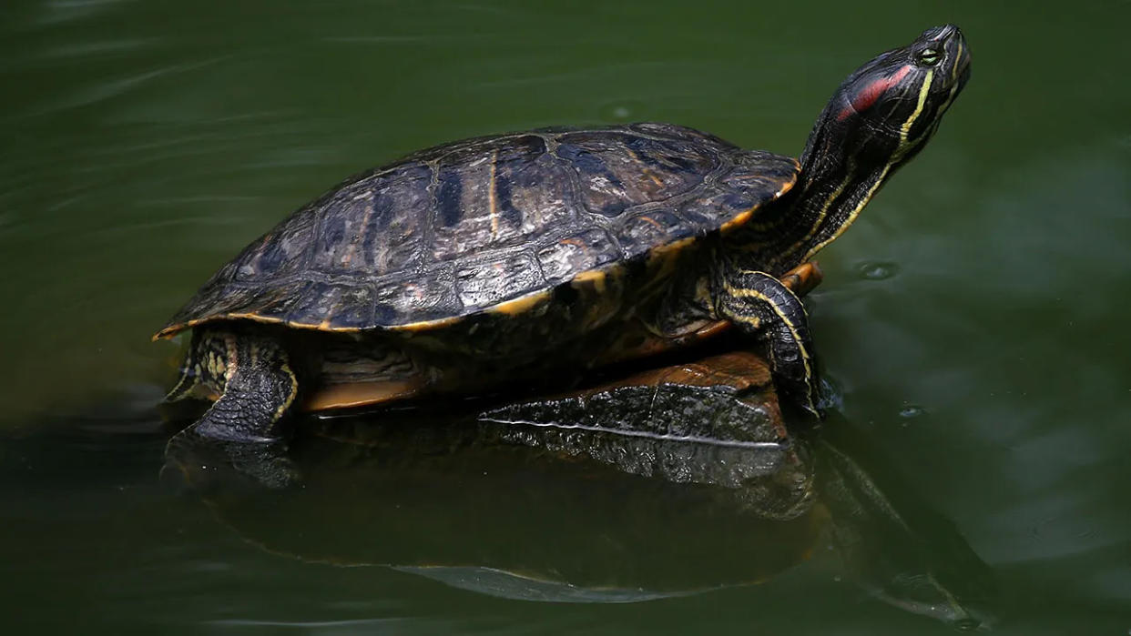 Turtle sits on rock