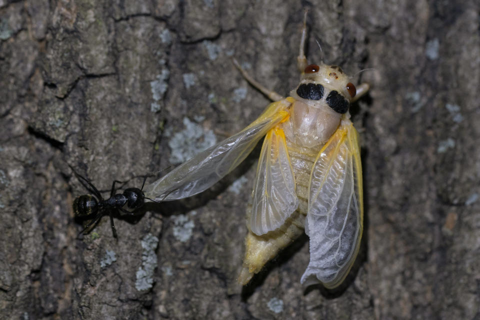 A black carpenter ant pulls on the wing of a cicada just after it shed its nymph shell in Chevy Chase, Md, Thursday, May 13, 2021. (AP Photo/Carolyn Kaster)