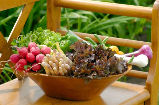 AP64DY bowl freshly picked organic vegetables on wooden bench in a garden horizontalradishes, greens, lettuce, parsnips, onions