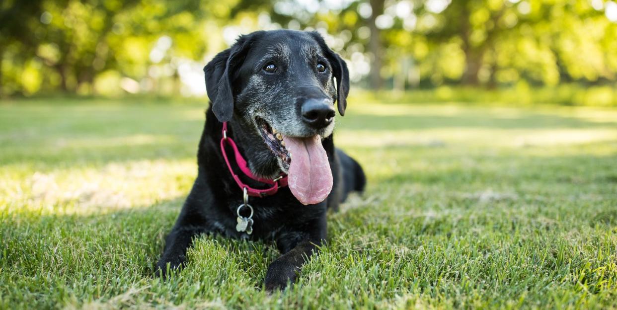 Photo credit: Purple Collar Pet Photography - Getty Images