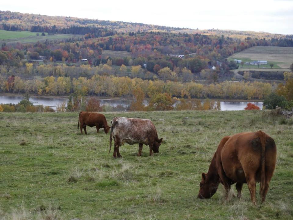 Several vehicles will line up along Springhill Road to get the perfect photo, which may include a cow or two. (Elizabeth Fraser/CBC - image credit)