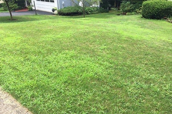 crabgrass in lawn how to get rid of crabgrass peter landschoot psu