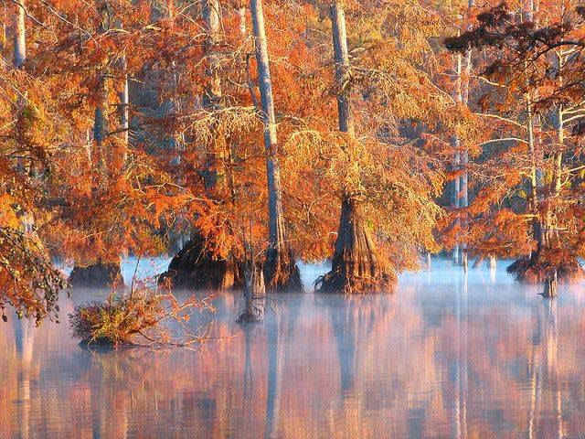 <p>U.S. Fish and Wildlife Services//Roger Smith</p> Sam D. Hamilton Noxubee National Wildlife Refuge