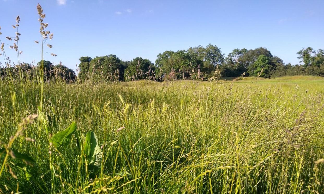 <span>Photograph: Friends of Whitewebbs Park</span>