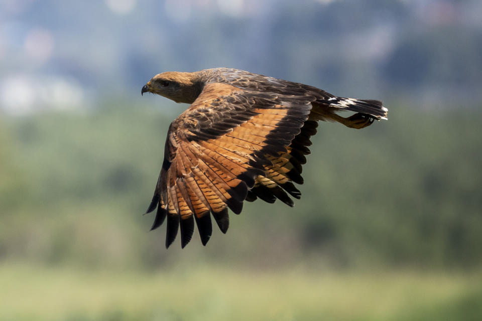 A bird flies over a recovered mangrove forest, once part of a garbage dump, in Duque de Caxias, Brazil, Tuesday, July 25, 2023. An environmental project between Rio’s Municipal Cleaning Company and a private company have recovered the area, once part of the Gramacho neighborhood landfill that was considered one of the largest in Latin America. (AP Photo/Bruna Prado)