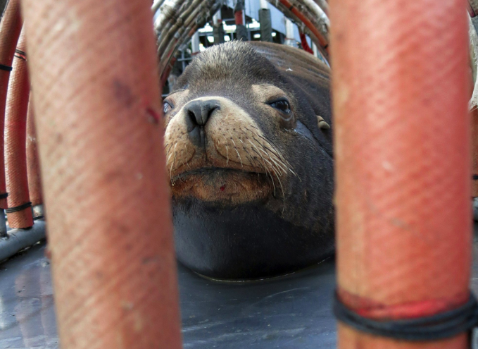 <span> A California sea lion peers out from a restraint nicknamed “The Squeeze” near Oregon City as it is prepared for transport by truck to the Pacific Ocean about 200km away. </span>Source: AP