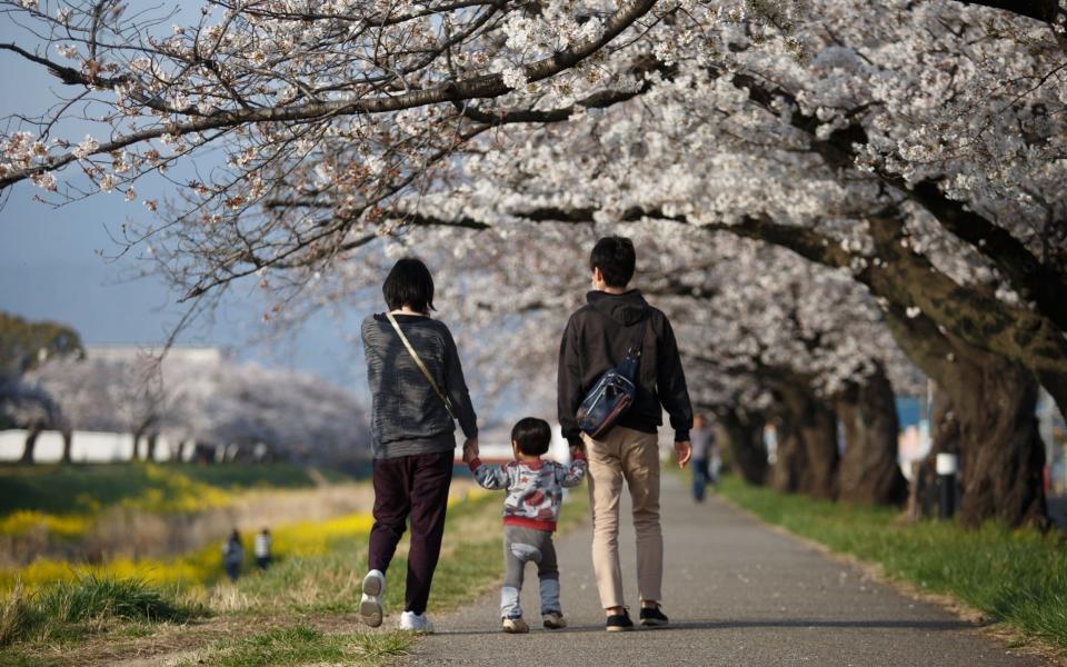 A Family enjoy cherry blossoms in Toyokawa, Japan - LightRocket