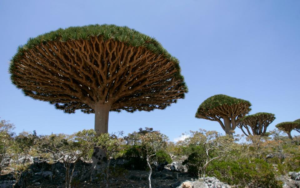 2008年3月27日，葉門索科特拉島上的龍血樹。路透社