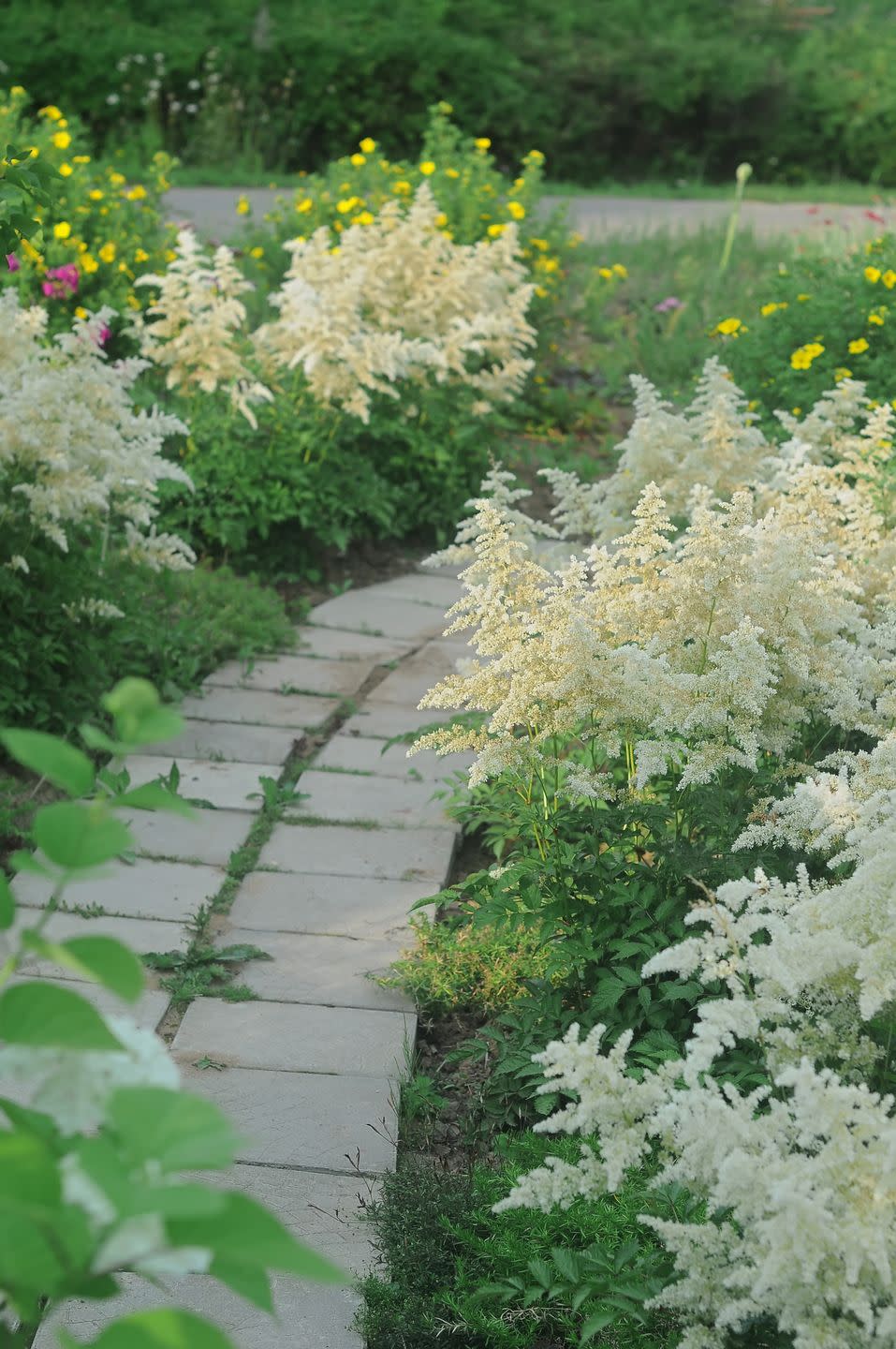 travel photography, landscape design with white astilbe bushes along a path paved with stone slabs closeup selective focus