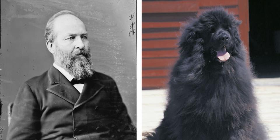 James Garfield Durante la administración de Garfield, su mujer poseía una yegua llamada Kit. Garfield tenía un terranova al que llamaba Veto.