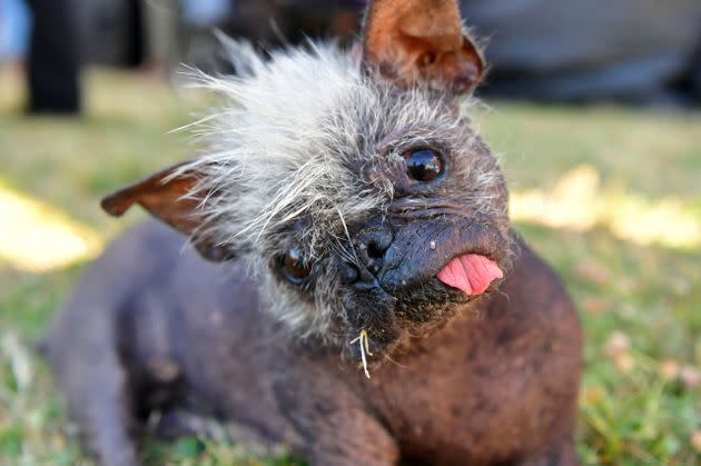 Mr. Happy Face looks toward the camera before the start of the World's Ugliest Dog Competition in Petaluma, California, on June 24. (Photo: JOSH EDELSON via Getty Images)