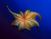 <p>Already having their ink secretion defense system, octopuses are also able to <a href="https://www.youtube.com/watch?v=Mp33NMQwEk8" rel="nofollow noopener" target="_blank" data-ylk="slk:wrestle and possibly enwrap you with their arms;elm:context_link;itc:0;sec:content-canvas" class="link ">wrestle and possibly enwrap you with their arms</a>. Each arm can have up to 240 suction cups that are strong enough to shut a predator’s mouth and possibly crush them. The Giant Pacific Octopus has enough strength to move more than 700 pounds!</p>