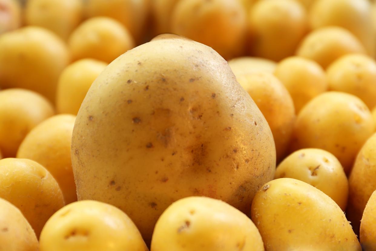 One large yellow potato sits with other much smaller yellow potatoes