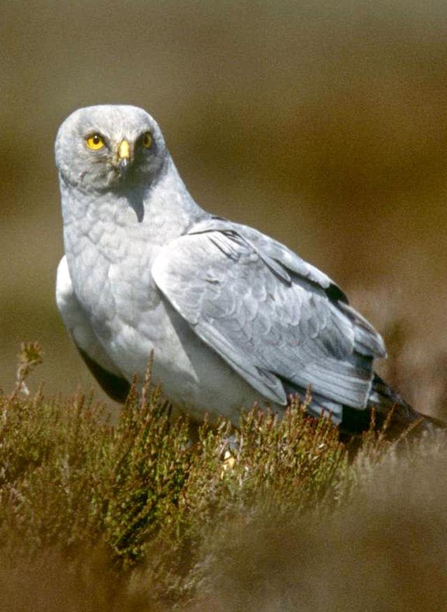 Hen harriers shot dead