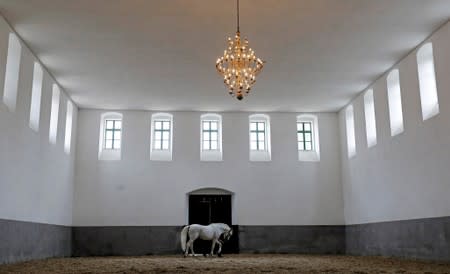 An employee of The National Stud Kladruby nad Labem trains a horse inside of a riding hall in the town of Kladruby nad Labem