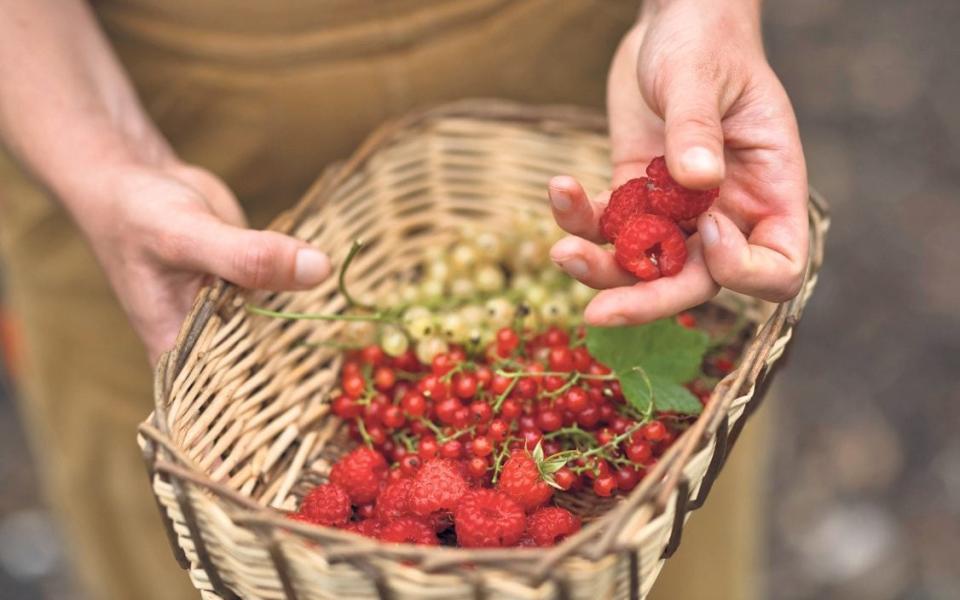 Good enough to eat: freshly picked red and white currants and raspberries - Christopher Pledger