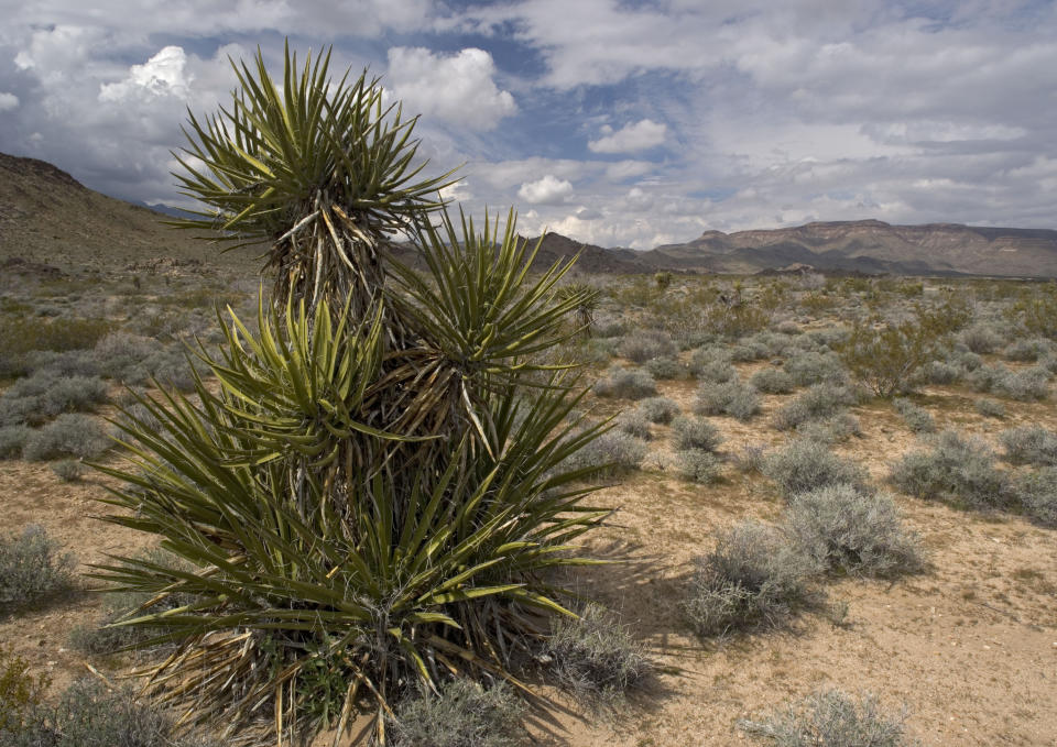 A Yucca plant in the desert. Source: AAP