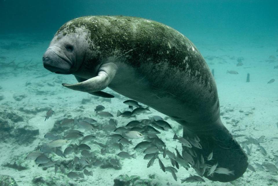 Habitat loss and seagrass die-offs are adding to the challenges manatees face in Florida’s waterways, where speeding boaters account for about 20% of manatee deaths every year.