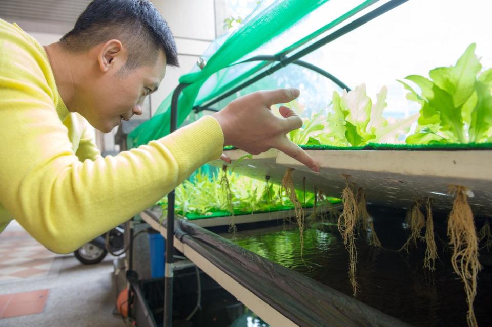 老闆歐亨在門口開闢一處魚菜共生的實驗計畫。