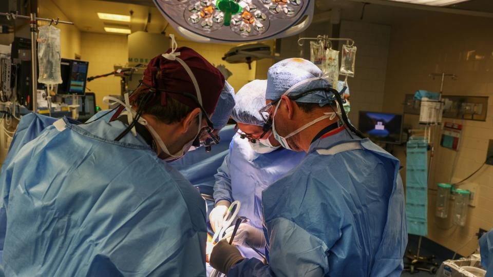 Schweineniere in Menschen transplantiert. (Bild: Michelle Rose/Massachusetts General Hospital/dpa)
