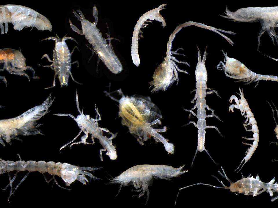 An array of crustaceans found in the Clarion-Clipperton Zone