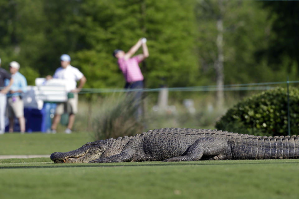 An alligator crosses through the course during the first round of the PGA Zurich Classic golf tournament at TPC Louisiana in Avondale, La., Thursday, April 25, 2013. (AP Photo/Gerald Herbert)