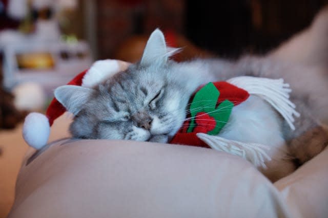 Sleeping cat with a christmas hat and scarf