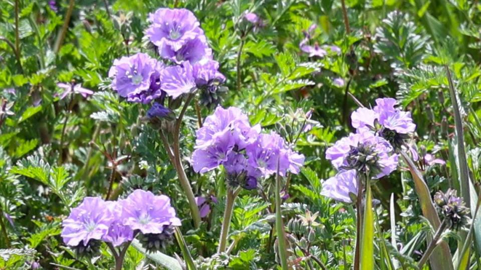 Great valley phacelia bloom near Highway 58 in California Valley on April 7, 2023.