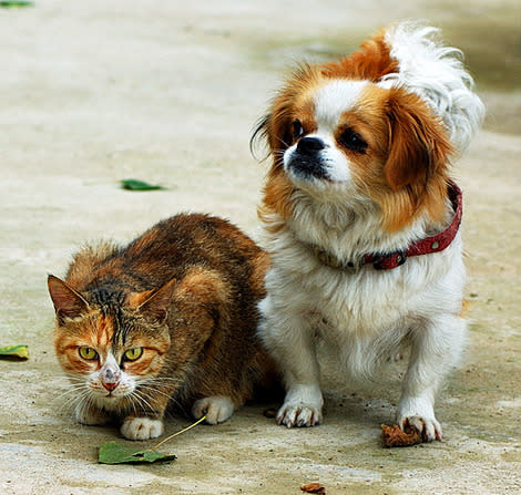 Depending on which one of these animals you like could determine how you would vote for president.