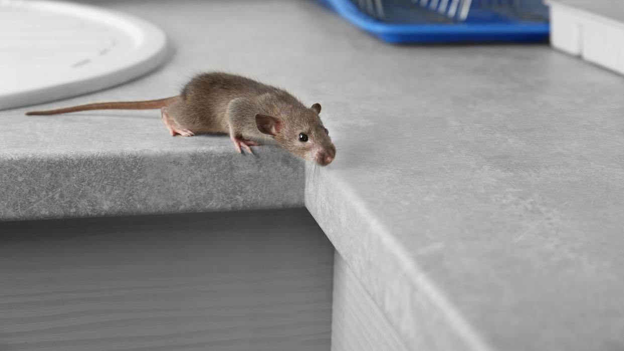  Mouse on kitchen countertop 