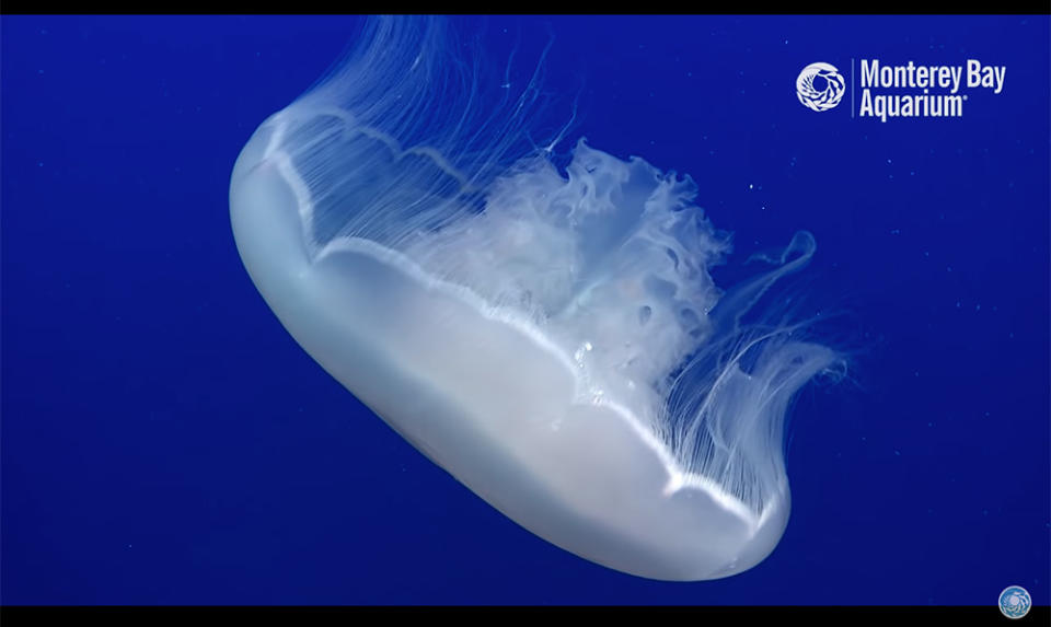 蒙特雷灣水族館－海月水母直播 (圖片來源：www.montereybayaquarium.org/animals/live-cams/moon-jelly-cam)