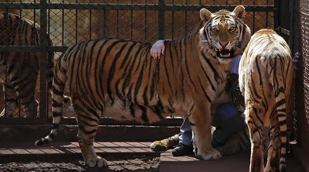 Ary Borges sits behind two tigers in his private animal sanctuary. Photo: AP