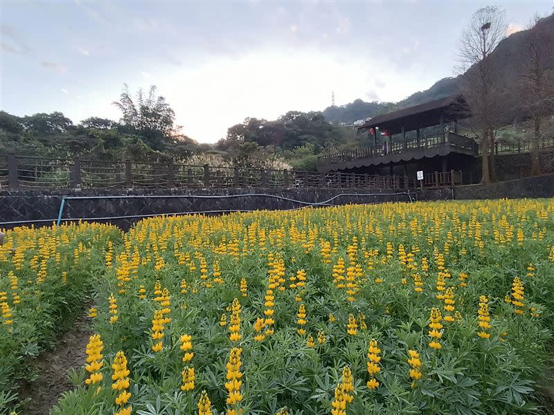 魯冰花海。(圖／北市府提供）