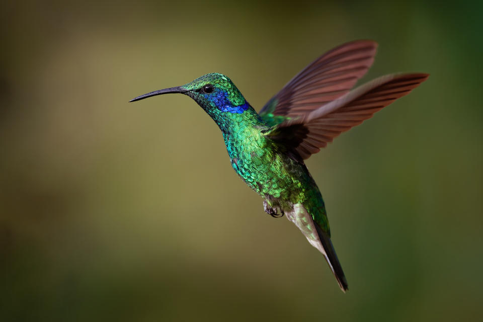 El colibrí se consideraba un mensajero divino y su caza estaba penada por los dioses. Foto: Getty Images