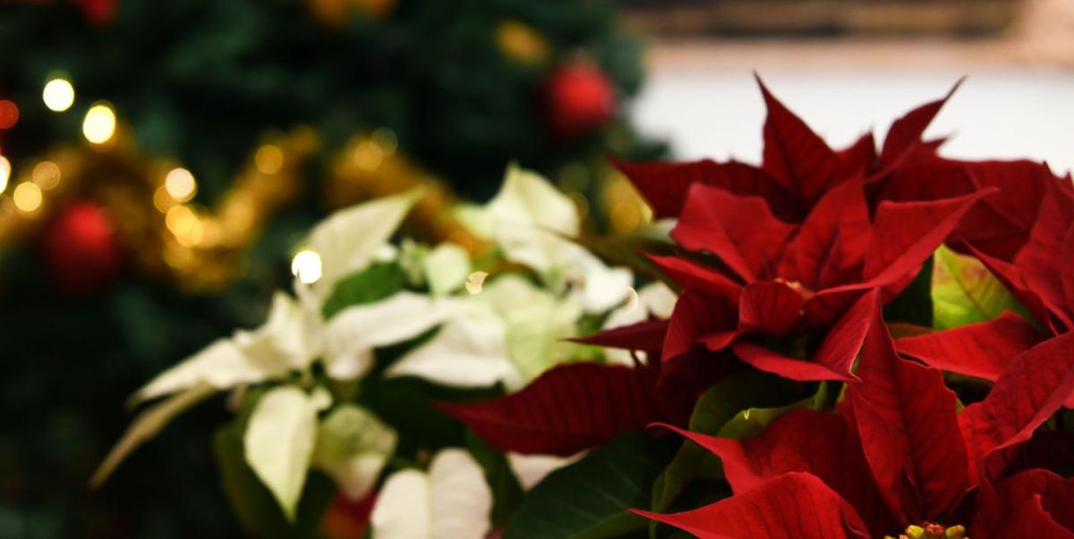 Christmas flower trends 2021