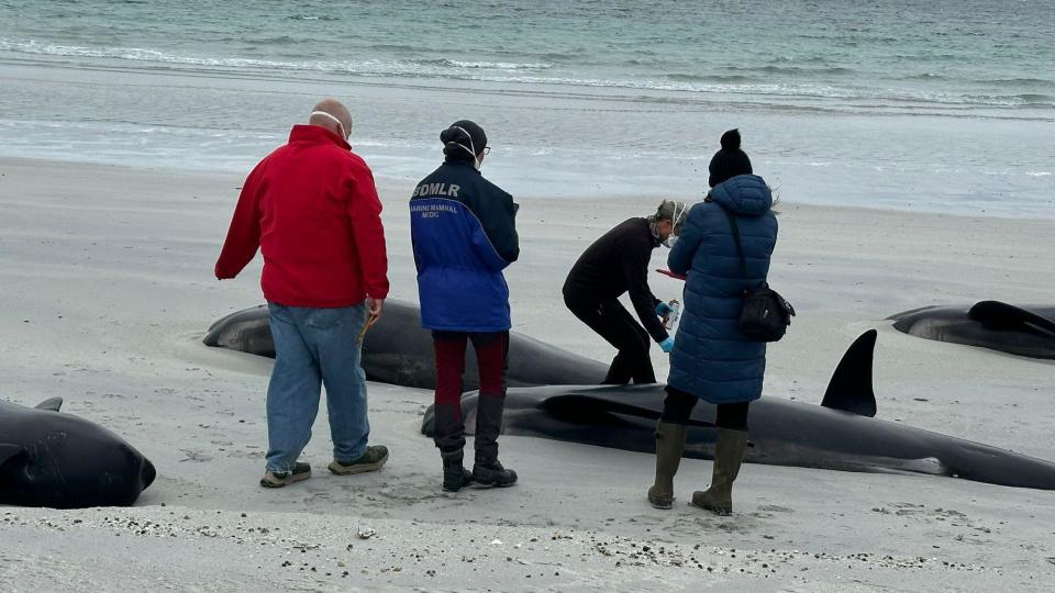 Experts are at the beach to assess what can be done for the whales