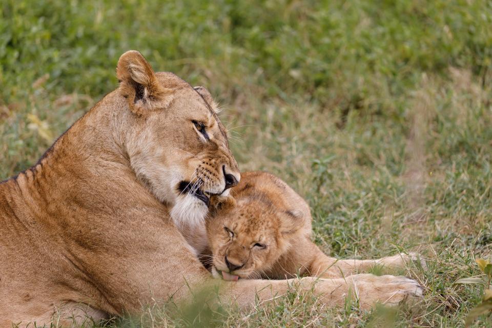 A lioness and her cub nuzzle.