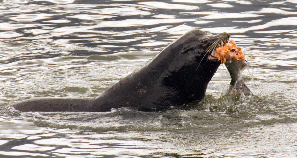 FILE- In this April 24, 2008 file photo, a sea lion eats a salmon in the Columbia River near Bonneville Dam in North Bonneville, Wash. OPB reports that a bill approved by the House Tuesday, Dec. 11, 2018 changes the Marine Mammal Protection Act to lift some of the restrictions on killing sea lions to protect salmon and steelhead in the Columbia River and its tributaries. The measure had previously passed the Senate.(AP Photo/Don Ryan, File)