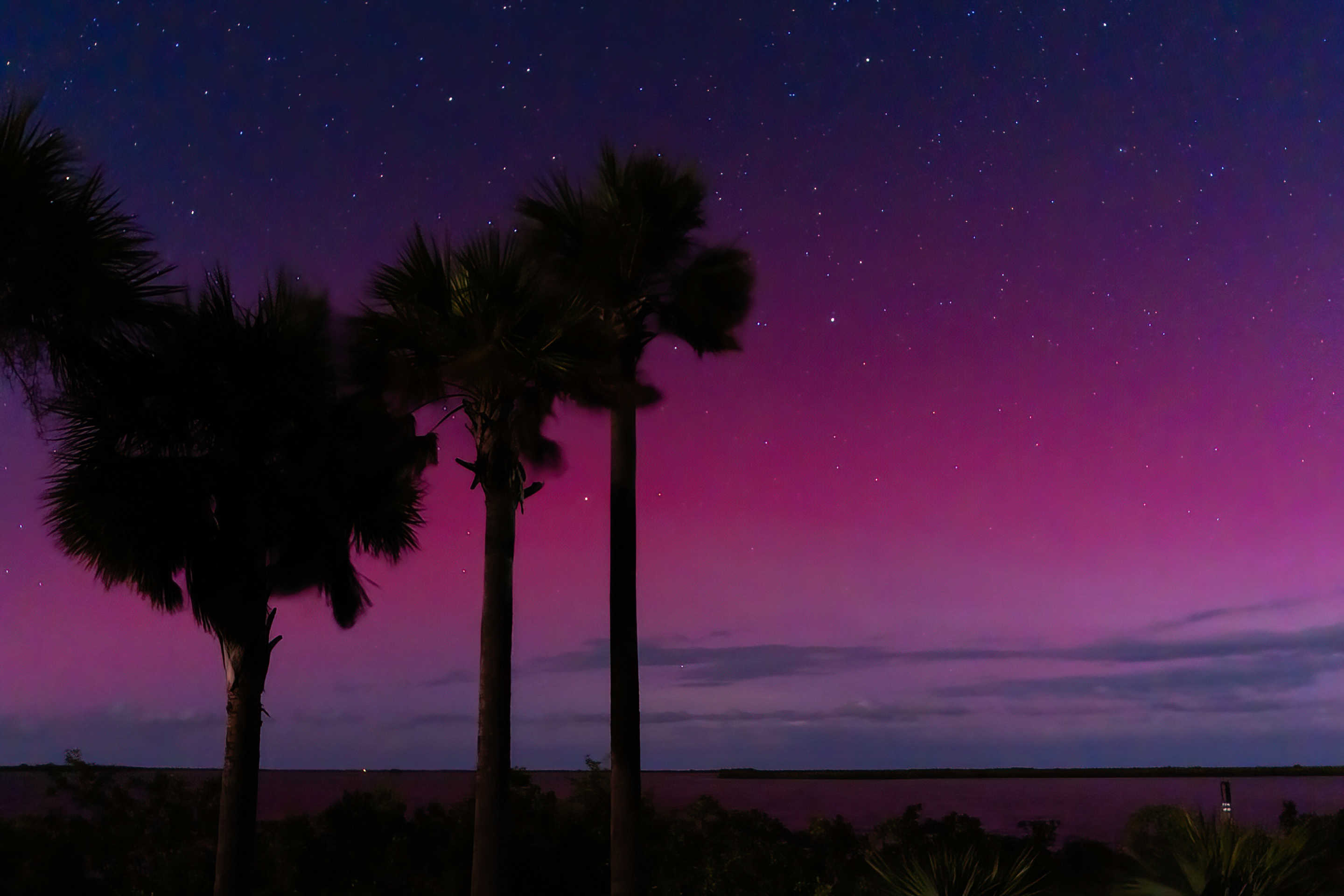 Aurora borealis against silhouette of palm trees.