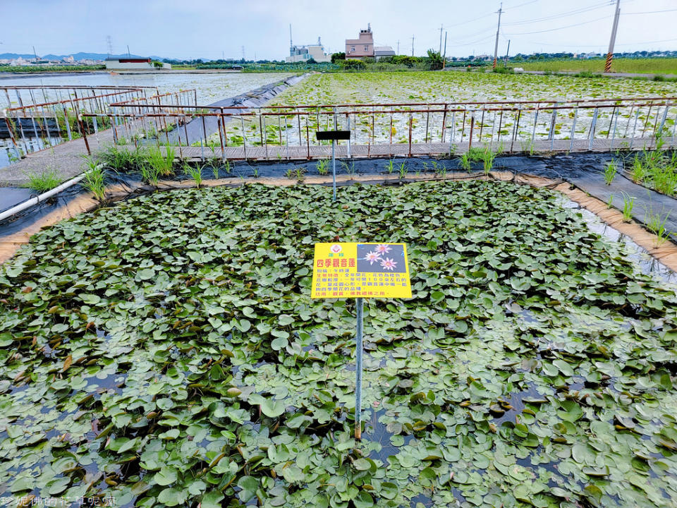 蓮緣香水蓮花園