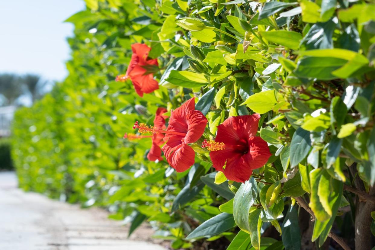 red hibiscus flowers