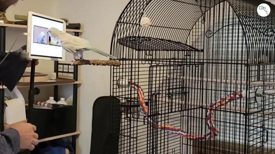 Ein Quaker-Papagei sucht sich einen Freund zum Rufen aus. - Copyright: Kleinberger, et al