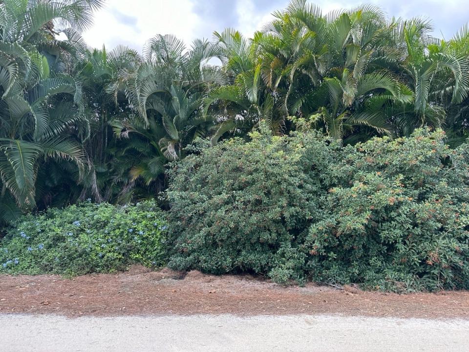 Native Florida firebush makes a good hedge mixed with sabal and buccaneer palms, blue plumbago and cocoplum in a sunny setting.